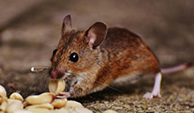 24 Hour & Emergency Exterminators in North Loma Linda, CA
